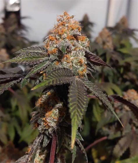 Peanut butter breath strain. Things To Know About Peanut butter breath strain. 